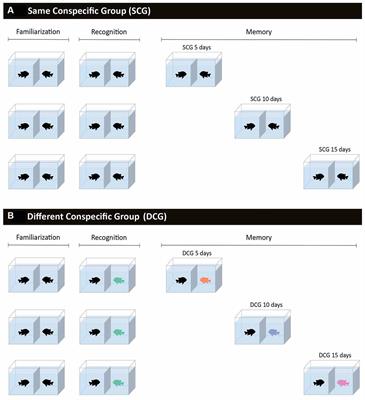 Agonistic Behavior Is Affected by Memory in the Dusky Damselfish Stegastes fuscus